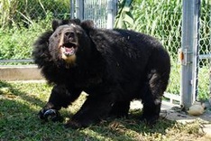 Bear conservation centre in Ninh Binh saves bile bears