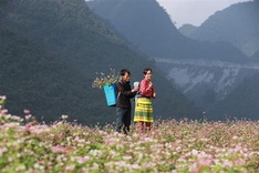 Ha Giang prepares for Buckwheat Flower Festival