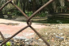 Crocodiles at Nghe An’s largest park relocated