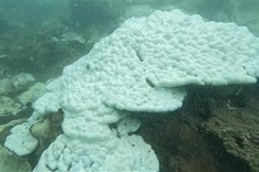 Con Dao Island coral dying from El Nino