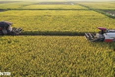 Rice harvest season in Hanoi’s suburbs