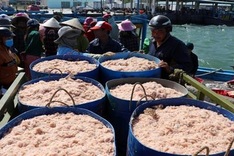 Fishermen in Phu Yen enjoy big catches after Tet