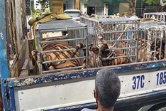 17 tigers illegally kept in Nghe An