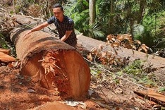 Central Highlands forest destroyed