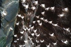 Cham Islands’ bird's nest products get GI certification