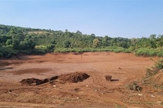 Dak Lak cashew trees cut down after dying from droughts