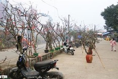 Wild peach, plum branches sold early in Hanoi