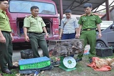 Dien Bien police seize large amount of trafficked wildlife animals