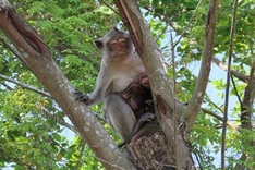 Exploring U Minh Thuong National Park