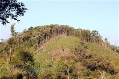 100,000ha of forest to be under sustainable management each year