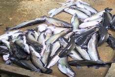 30 tonnes of fish found dead on Da River