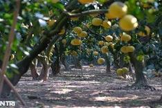 Hanoi pomelo hub ready for Tet