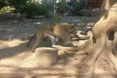 Binh Thuan man hands over monkey to forest rangers