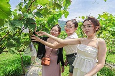 Danang vineyard attracts visitors