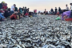 Ha Tinh fishermen enjoy big catches