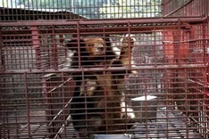 More bears in Vietnam rescued