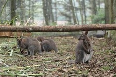 New home for four trafficked wallabies in Lao Cai