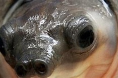 Smugglers arrested in Malaysia with over 3,000 rare turtles