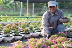 Flower village in HCM City ahead of Tet