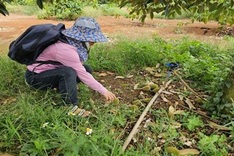 Prolonged hot weather damages durian trees