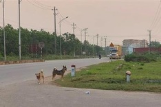 Rabid dog attacks 11 people in Dong Nai