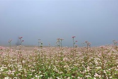 Buckwheat flower season on Ha Giang steppe