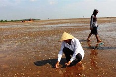 En mass Thai Binh oysters deaths following oil spill