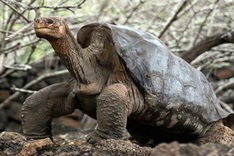 Relative of extinct tortoise located in Galapagos