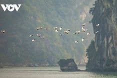 White stork flocks at Ha Long Bay