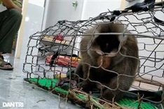 Rare monkey attacks two people in Quang Tri