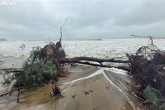 Ha Tinh’s coastal forest ruined by storm