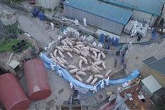 Mass pig slaughter stains South Korean river red