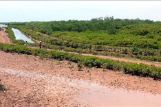 Wetland nature reserve founded in Thai Binh province