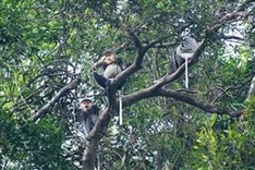 Quang Nam expands natural habitat for rare douc langurs