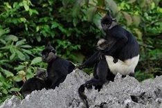 Vietnam to honour contributors to wildlife conservation during 2010-2020