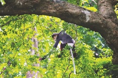 Save the Red-shanked Doucs of Sơn Trà