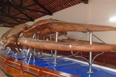 Largest whale skeleton on display in Phan Thiết Town