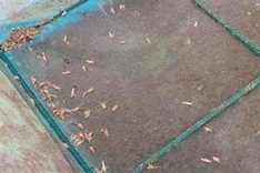 Khanh Hoa sees mass lobster and oyster deaths