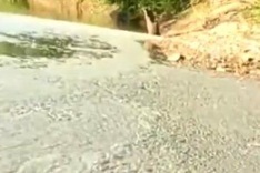 Binh Duong pig farm found discharging untreated wastewater into river