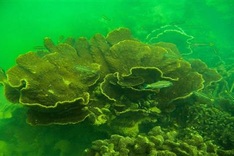Ha Long Bay coral reefs see strong recovery