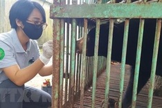 Last captive bear in Binh Phuoc transferred to rescue centre