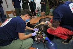 Asian black bears rescued from Son La household