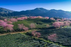 Stunning cherry blossoms in Sapa