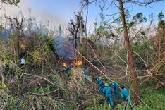 Typhoon-devastated forests face fires in Quang Ninh