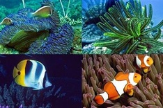 PM congratulates Cu Lao Cham on 10 years as UNESCO biosphere reserve