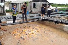Domestic tours expected to surge for Tet holiday