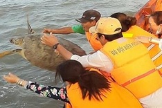 Rare turtle released back to the wild