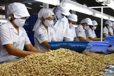 Cashew firms face tough competition from imports