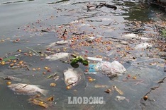 Another fish death hits Hanoi’s largest lake