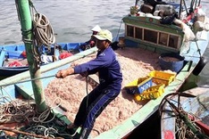 Binh Dinh fishermen enjoy big catches on Lunar New Year